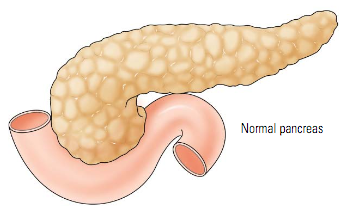 Normal Pancreas