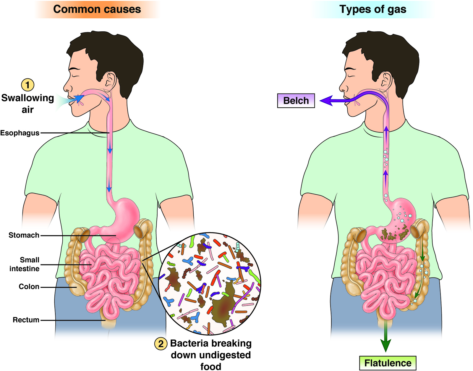 Como regular los gases intestinales