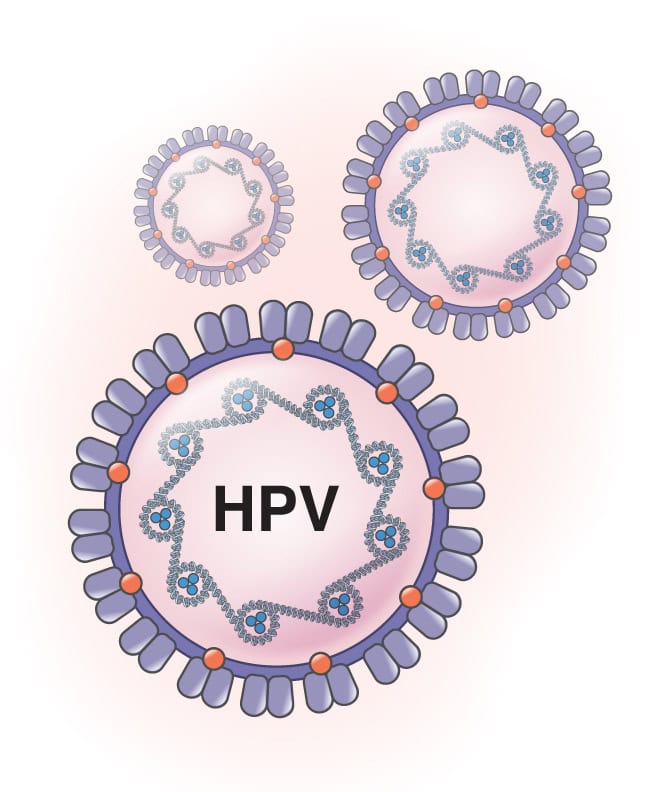 Human papillomavirus, or HPV, molecule illustration
