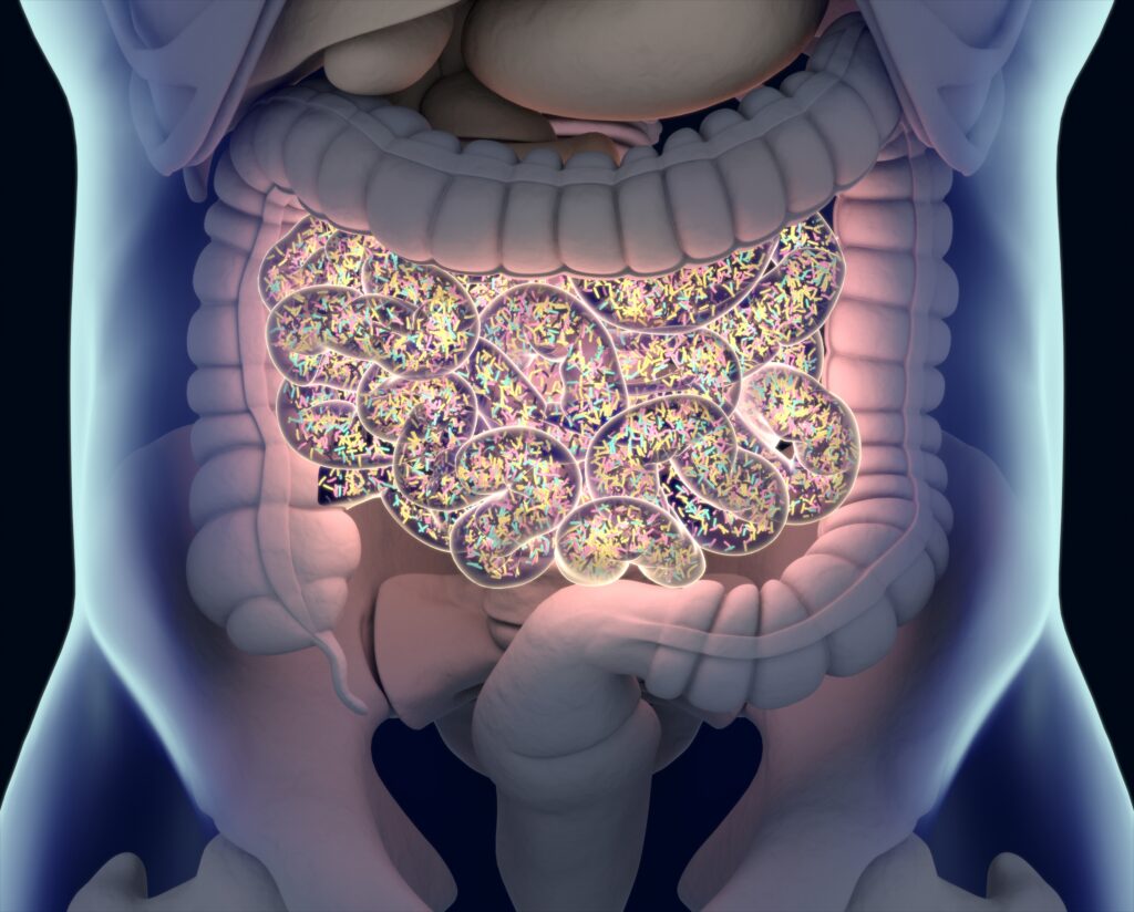 Gut bacteria, gut flora, microbiome. Bacteria inside the small intestine, 3D illustration